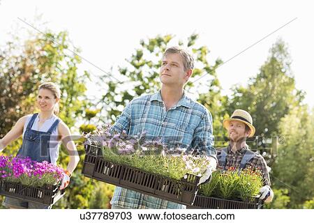 Gardeners looking away while carrying crates with flower pots at garden View Large Photo Image Stock Image - Gardeners looking away while carrying crates with flower pots at garden. Fotosearch