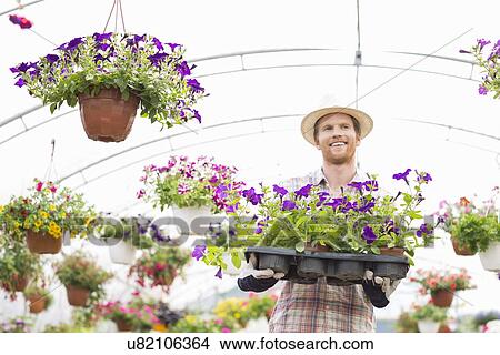 Picture - Happy gardener holding flower pots in crate at greenhouse. Fotosearch