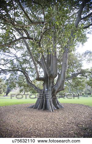 Large tree in botanical garden, Sydney, Australia View Large Photo Image Stock Image - Large tree in botanical garden, Sydney, Australia. Fotosearch