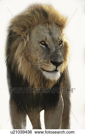 Lion standing and looking away over white background View Large Photo Image Stock Photograph - Lion standing and looking away over white background. Fotosearch