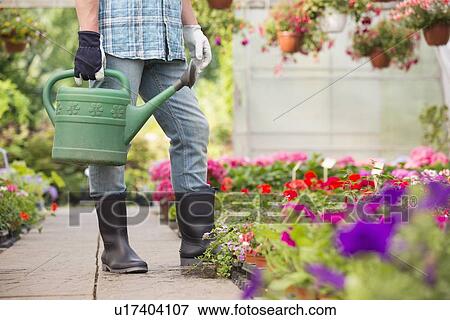 Low section of man holding watering can at greenhouse View Large Photo Image Stock Photo - Low section of man holding watering can at greenhouse. Fotosearch