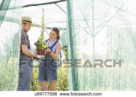 Stock Photograph - Male and female gardeners discussing over potted plant at greenhouse. Fotosearch