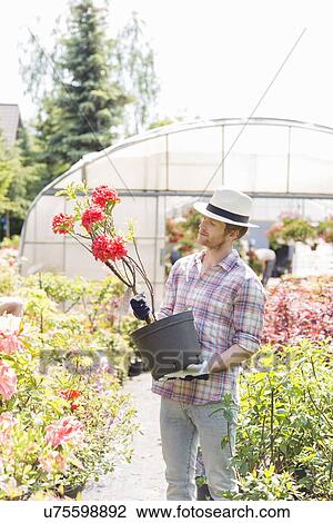 Stock Image - Male gardener looking at flower pot outside greenhouse. Fotosearch