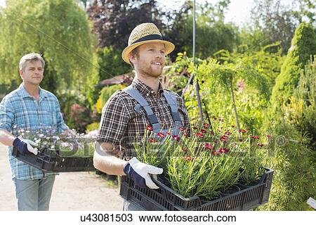 Stock Image - Male gardeners walking while carrying flower pots in crates at plant nursery. Fotosearch