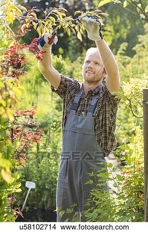 Picture - Man clipping branch at plant nursery. Fotosearch