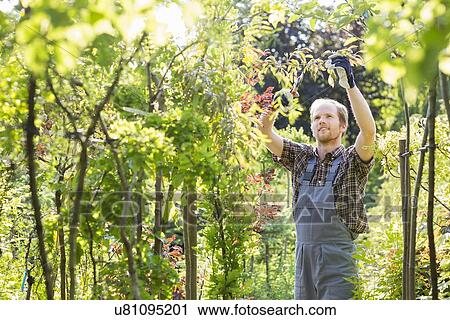 Stock Image - Man clipping branch in garden. Fotosearch