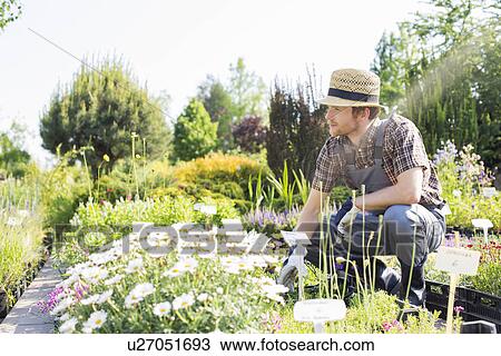 Man looking away while gardening at plant nursery View Large Photo Image Stock Image - Man looking away while gardening at plant nursery. Fotosearch