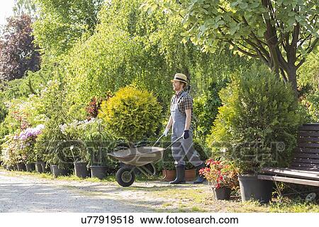 Stock Photo - Man pushing wheelbarrow at garden. Fotosearch