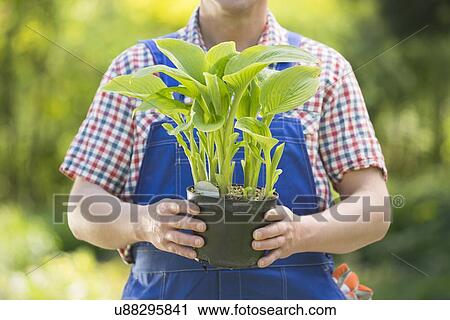 Midsection of gardener holding potted plant at nursery View Large Photo Image Stock Image - Midsection of gardener holding potted plant at nursery. Fotosearch