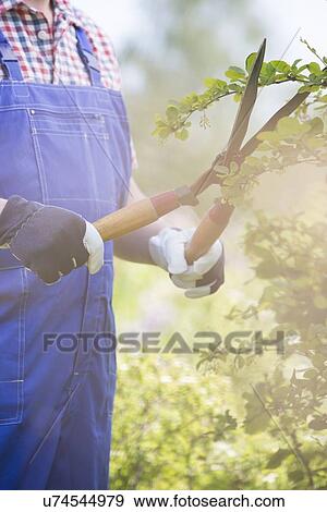 Stock Photo - Midsection of gardener trimming branches at plant nursery. Fotosearch