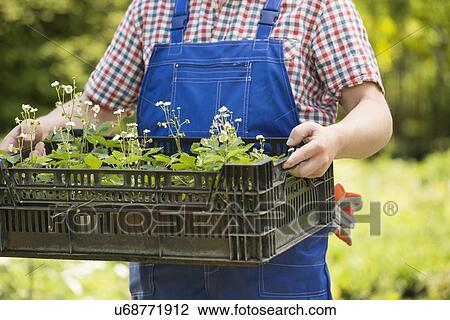 Stock Image - Midsection of man holding crate of potted plants at garden. Fotosearch