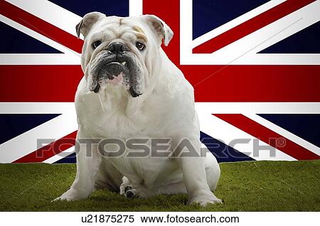 Stock Photography - Portrait of British Bulldog sitting in front of Union Jack. Fotosearch