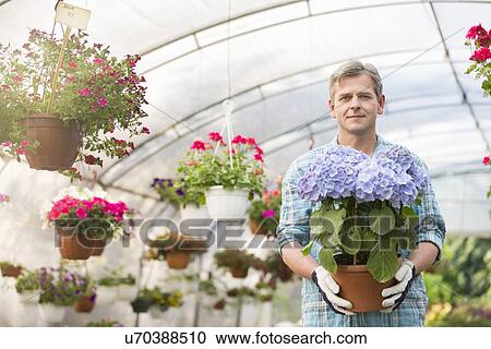 Portrait of confident gardener holding flower pot in greenhouse View Large Photo Image Stock Image - Portrait of confident gardener holding flower pot in greenhouse. Fotosearch