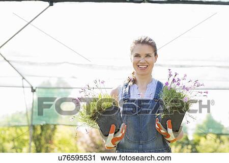 Portrait of confident gardener holding potted plants at greenhouse View Large Photo Image Stock Image - Portrait of confident gardener holding potted plants at greenhouse. Fotosearch