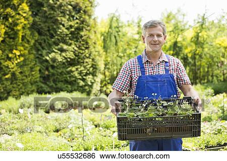 Stock Photograph - Portrait of confident man holding crate of potted plants at garden. Fotosearch