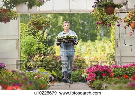 Portrait of gardener carrying crate with flower pots while entering greenhouse View Large Photo Image Stock Photo - Portrait of gardener carrying crate with flower pots while entering greenhouse. Fotosearch