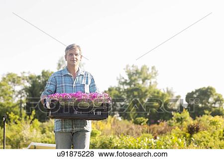 Stock Photo - Portrait of gardener carrying crate with flower pots in garden. Fotosearch