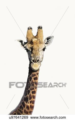 Stock Photo - Portrait of giraffe over white background. Fotosearch