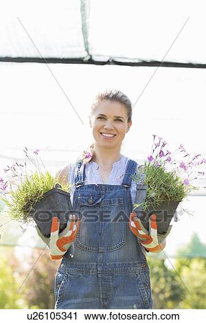 Portrait of happy female gardener holding potted plants at greenhouse View Large Photo Image Stock Image - Portrait of happy female gardener holding potted plants at greenhouse. Fotosearch