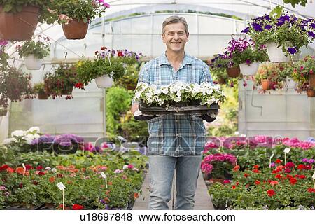 Stock Photo - Portrait of happy gardener carrying crate with flower pots in greenhouse. Fotosearch