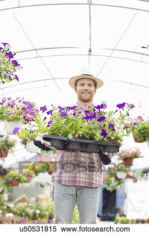 Portrait of happy gardener holding flower pots in crate at greenhouse View Large Photo Image Stock Photography - Portrait of happy gardener holding flower pots in crate at greenhouse. Fotosearch