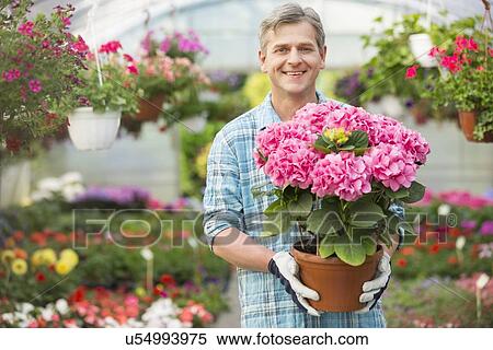 Portrait of happy gardener holding flower pot in greenhouse View Large Photo Image Stock Photography - Portrait of happy gardener holding flower pot in greenhouse. Fotosearch