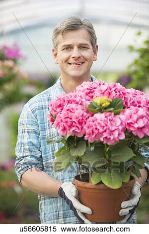 Stock Photography - Portrait of happy man holding flower pot in greenhouse. Fotosearch