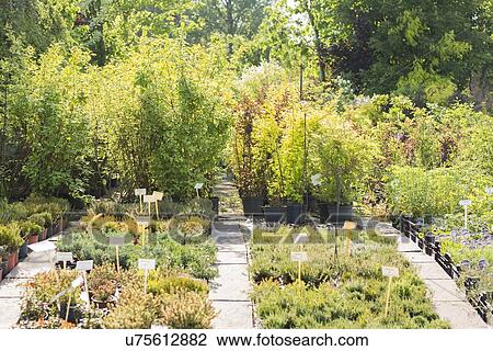 Stock Image - Potted plants at nursery. Fotosearch