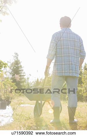 Rear view of man pushing wheelbarrow at garden View Large Photo Image Stock Image - Rear view of man pushing wheelbarrow at garden. Fotosearch