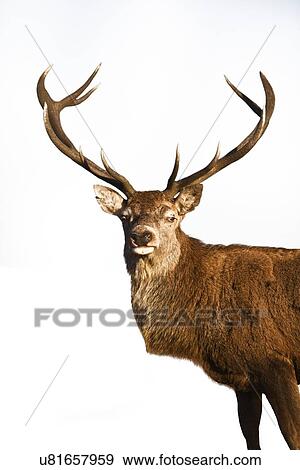 Stock Photo - Reindeer standing over white background. Fotosearch