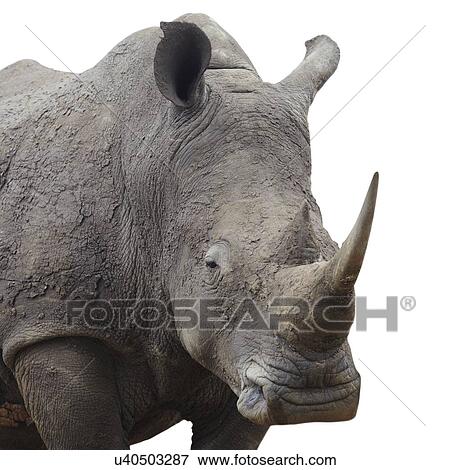 Stock Photo - Rhinoceros standing over white background. Fotosearch
