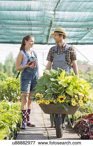 Stock Photo - Smiling gardeners discussing while pushing plants in wheelbarrow at greenhouse. Fotosearch