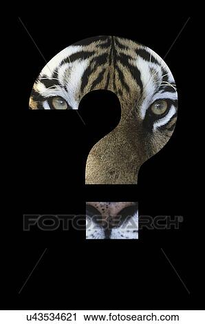 Stock Image - Tiger in question mark over black background. Fotosearch