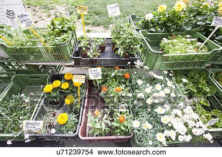Picture - Variety of flower plants for sale. Fotosearch