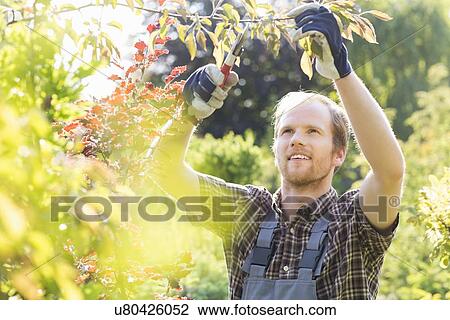 Young man cutting branch in garden View Large Photo Image Stock Image - Young man cutting branch in garden. Fotosearch