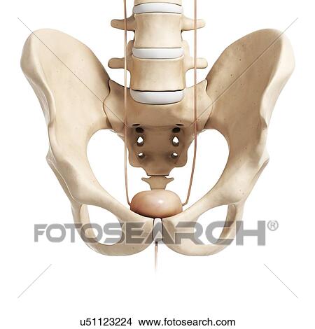 人間 膀胱 中に 骨盤 イラスト イラスト U Fotosearch