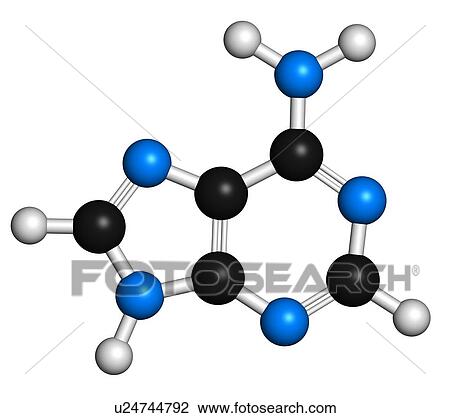 Adenine purine nucleobase molecule View Large Illustration Drawing - Adenine purine nucleobase molecule. Fotosearch