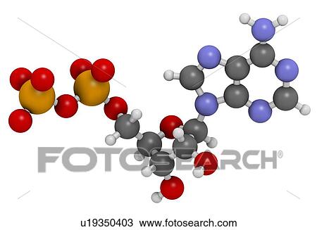 Drawing - Adenosine diphosphate molecule. Fotosearch