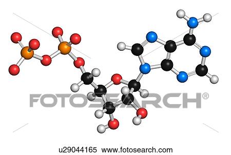 Stock Illustration - Adenosine diphosphate molecule. Fotosearch