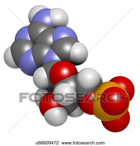 Adenosine monophosphate molecule View Large Illustration Drawing - Adenosine monophosphate molecule. Fotosearch