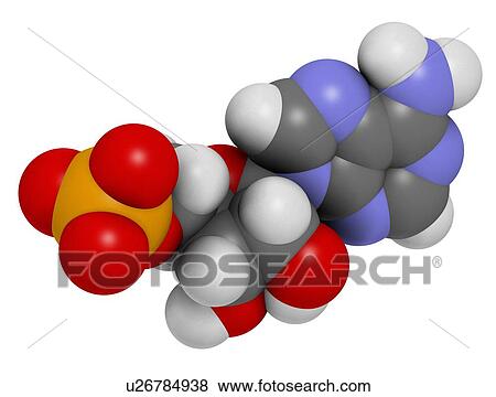 Adenosine monophosphate molecule View Large Illustration Stock Illustration - Adenosine monophosphate molecule. Fotosearch