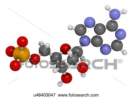 Adenosine monophosphate molecule View Large Illustration Stock Illustration - Adenosine monophosphate molecule. Fotosearch