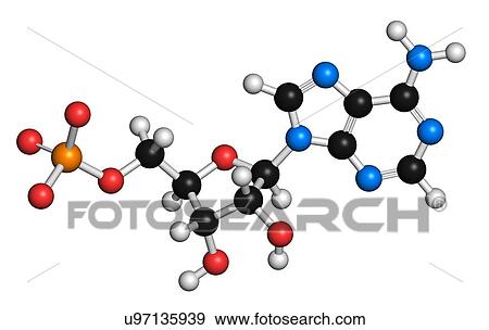 Adenosine monophosphate molecule View Large Illustration Stock Illustration - Adenosine monophosphate molecule. Fotosearch
