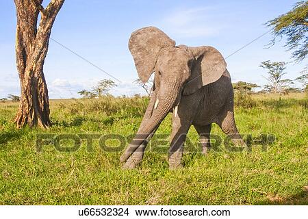 African elephant (Loxodonta africana) View Large Photo Image Picture - African elephant (Loxodonta africana). Fotosearch