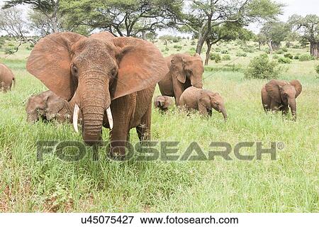 Stock Photo - African elephant (Loxodonta africana). Fotosearch
