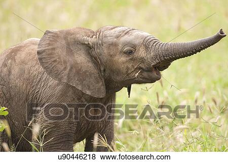 African elephant (Loxodonta africana) View Large Photo Image Stock Photo - African elephant (Loxodonta africana). Fotosearch
