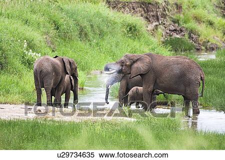 African elephant (Loxodonta africana) View Large Photo Image Stock Photography - African elephant (Loxodonta africana). Fotosearch