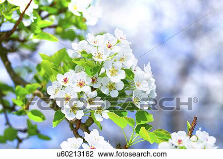 Apple blossom View Large Photo Image Stock Image - Apple blossom. Fotosearch
