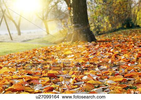 Picture - Autumn leaves on the ground. Fotosearch