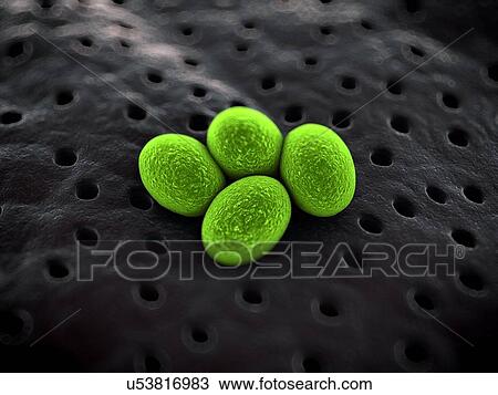 Drawing - Bacteria, illustration. Fotosearch